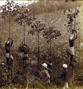 Harvesting cinchona