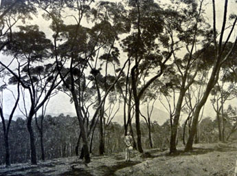 Ledgeriana trees