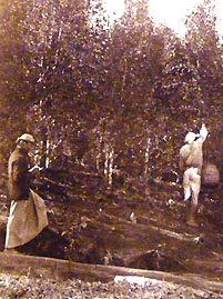 Harvesting cinchona 2