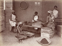 Sifting and picking over a special sample of tea