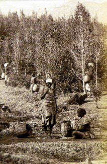 Harvesting cinchona 3