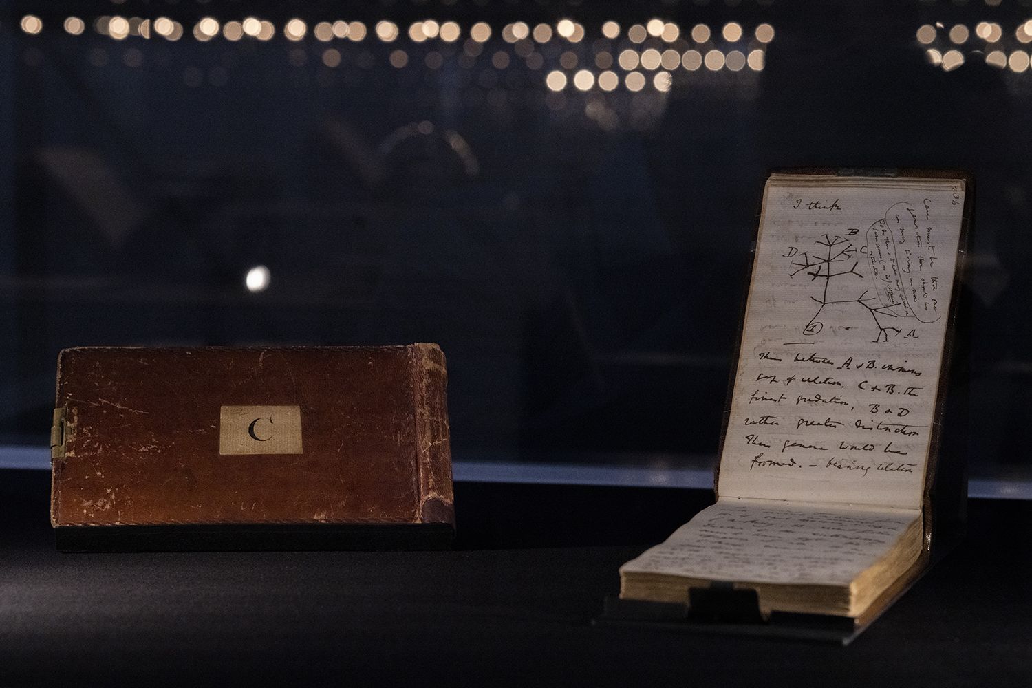 The Tree of Life in Notebook B on display during Darwin in Conversation.